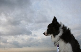 曇り空と犬の横顔
