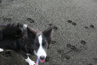 砂浜についた犬の足跡と犬