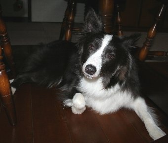 足元で伏せる犬