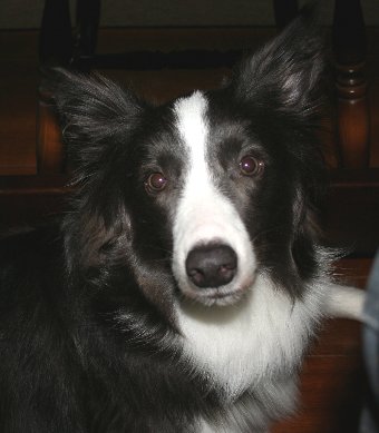 足元で待つ犬