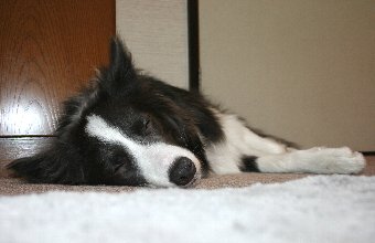 寝ているボーダーコリー