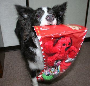 クリスマスプレゼントをもらった犬