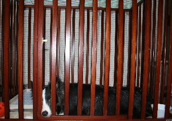 鼻先をサークルから出す犬