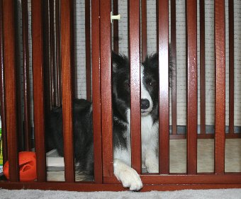 前足をサークルから出してアピールする犬