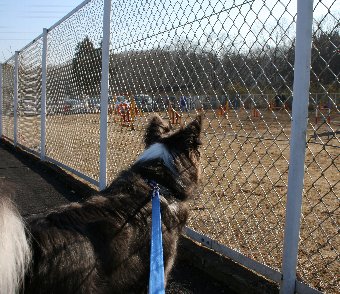 アジリティを見学する犬