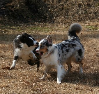 遊ぶオゥシーとボーダーコリー