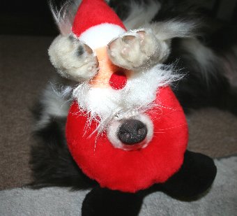 クリスマスプレゼントで遊ぶ犬