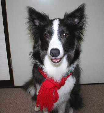 クリスマスなので赤いマフラーを巻かれた犬