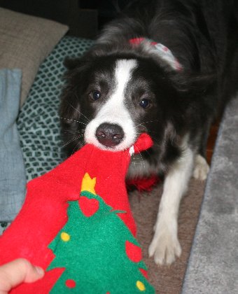 クリスマスプレゼントを奪おうとする犬