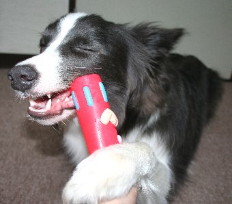 新しいおもちゃにご満悦な犬