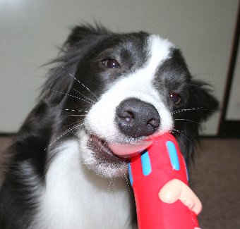変な顔で遊ぶ犬