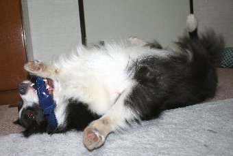 ナイラボーンで遊ぶ犬