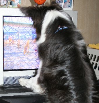 画面を凝視する犬