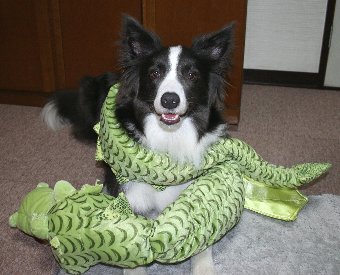 ドラゴンのぬいぐるみに巻かれる犬
