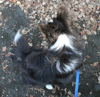 枯れ葉がしっぽについた犬