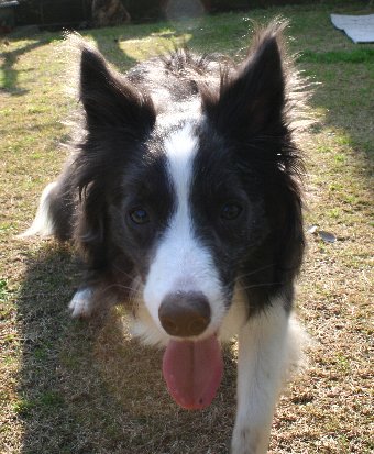 舌が出るまで遊んだ犬