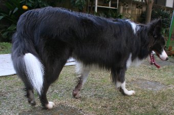 足がドロドロになってしまったボーダーコリー
