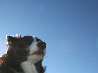 青空とボーダーコリー