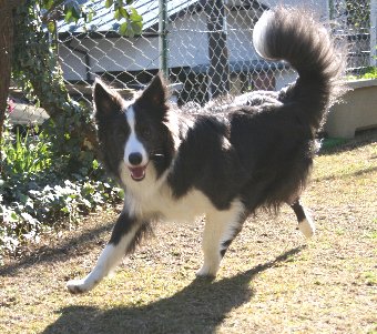 ご機嫌で庭で遊ぶ犬