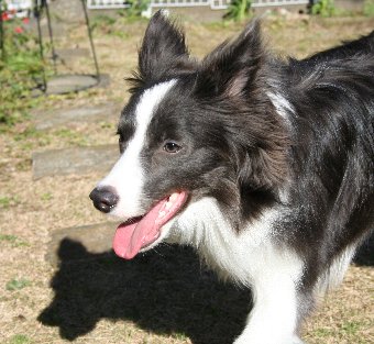 庭で遊ぶ犬