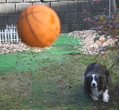 ボールを待つ犬