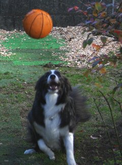 ボールをキャッチする直前の犬