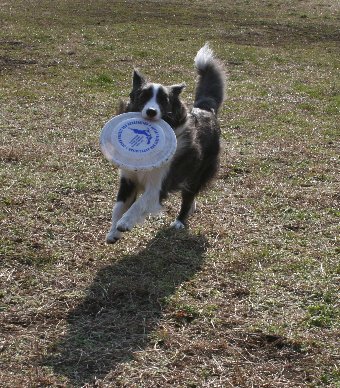 初めてのディスクをする犬