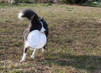 ディスクをする犬