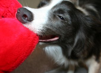 面白い顔で遊ぶ犬