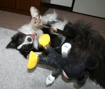 ひっくり返って遊ぶ犬
