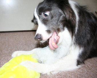 楽しそうにおもちゃを破壊する犬