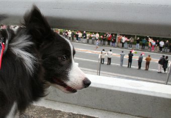 箱根駅伝のランナーと犬
