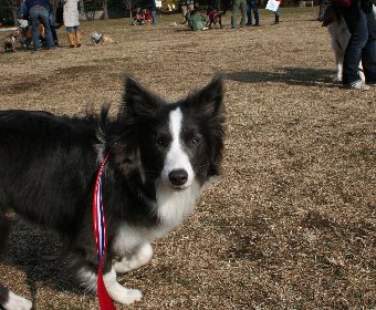 初めてオフ会に参加した犬