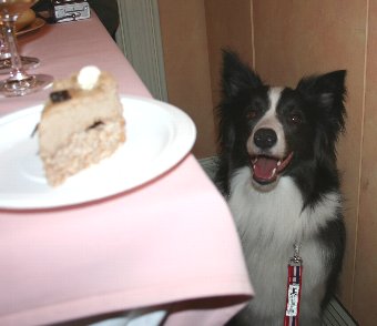 ケーキに釘付けになる犬