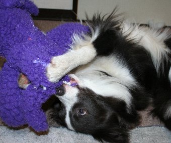 寝っ転がって遊ぶ犬