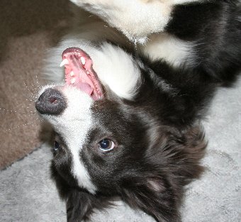 ひっくり返る犬