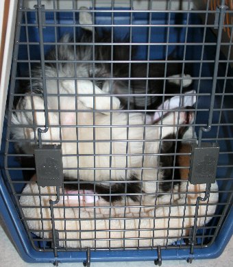 クレート内で仰向けで寝る犬