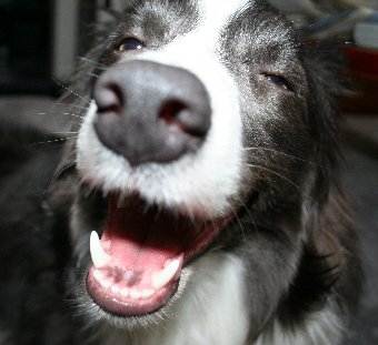 カラオケで熱唱する人のような犬