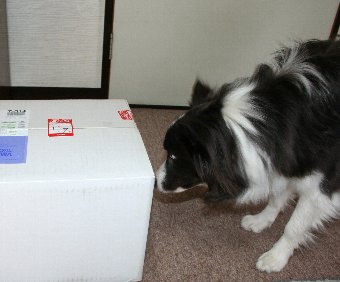 宅急便で届いた荷物に興味津々の犬