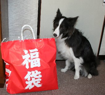犬用の福袋を買ってもらった犬
