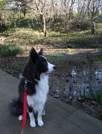 公園ポーズを決める犬