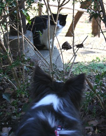 同じ柄の猫に会った犬