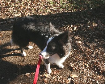 公園を散歩中の犬