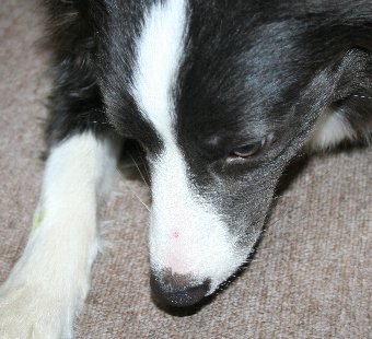 マズルに棘が刺さってしまった犬