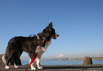 富士山と海とボーダーコリー