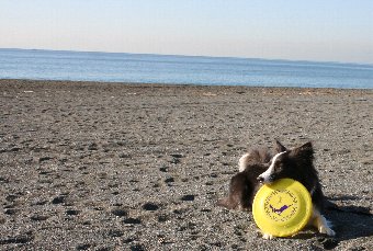 砂浜でディスクで遊ぶボーダーコリー