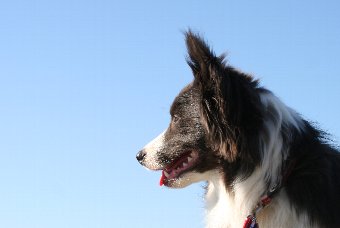 ボーダーコリーの横顔
