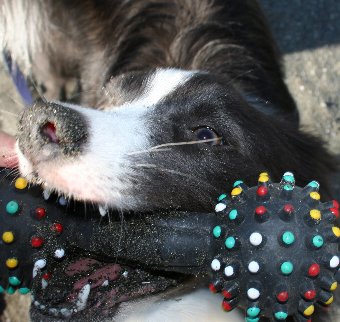 砂まみれのおもちゃで遊ぶ犬
