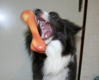 おもちゃをくわえる直前の犬