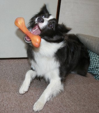おもちゃで遊ぶ犬